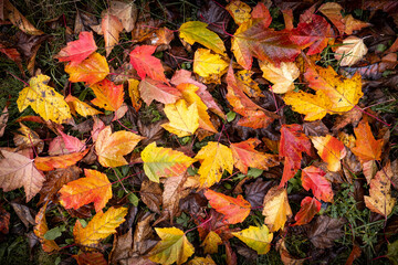 colorful autumn in the grass, yellow, orange, red leaf, czech republic