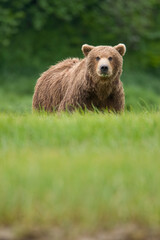 Grizzly Bears, Kukak Bay, Katmai National Park, Alaska