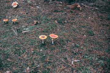 Amanita poisonous mushroom in the autumn forest