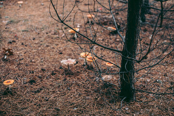 Amanita poisonous mushroom in the autumn forest