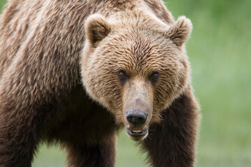 Fototapeta premium Grizzly Bear, Kukak Bay, Katmai National Park, Alaska