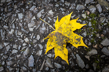 yellow leaf on the ground,  autumn symbolic, concrete texture