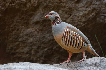Barbary Partridge - Alectoris barbara is gamebird in the pheasant family (Phasianidae) of the order Galliformes. It is native to North Africa. Living also on the Canary Islands
