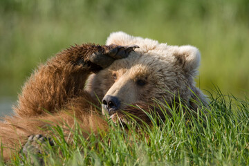 Fototapeta premium Grizzly Bear, Hallo Bay, Katmai National Park, Alaska