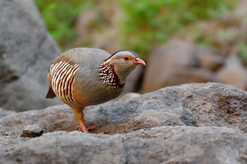 Barbary Partridge - Alectoris barbara is gamebird in the pheasant family (Phasianidae) of the order Galliformes. It is native to North Africa. Living also on the Canary Islands