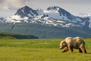 Grizzly Bear, Hallo Bay, Katmai National Park, Alaska