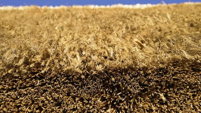 New freshly thatched covered roof.