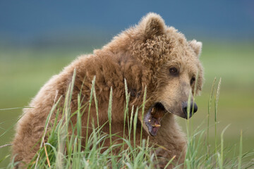 Obraz premium Grizzly Bear, Hallo Bay, Katmai National Park, Alaska