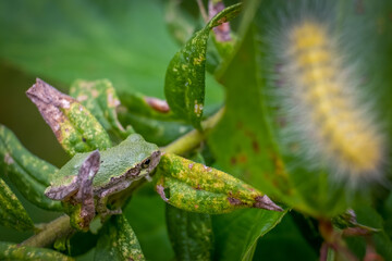 A young Cope's Gray Tree Frog makes its way through the shrubbery with a wooly worm in the foreground. Raleigh, North Carolina.