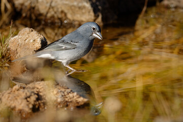 Blue Chaffinch - Fringilla teydea blue endemic bird from Canary Islands, species of passerine bird in the finch family Fringillidae. It is endemic to Tenerife in Spain's Canary Islands