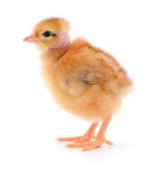 Small brown chicken