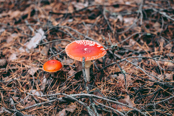 Amanita poisonous mushroom in the autumn forest
