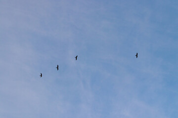 Birds in flight in the sky