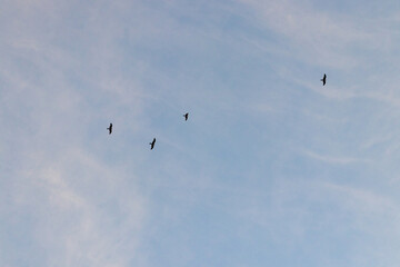 Birds in the blue sky