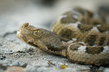 Nose-horned Viper - Vipera ammodytes also horned or long-nosed viper, nose-horned viper or sand viper, species found in southern Europe, Balkans and Middle East