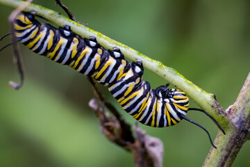 A plump Monarch caterpillar makes it way down a milkweed stem. Raleigh, North Carolina.