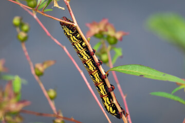 A Banded Sphinx (Eumorpha fasciatus) caterpillar. Raleigh, North Carolina.