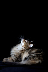 Maine coon cat on black background, domestic cat portrait, selective focus