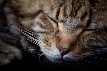 Maine coon cat on black background, domestic cat portrait, selective focus