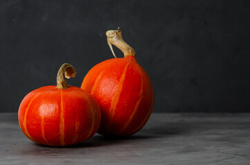 Two fresh orange pumpkins on a dark concrete background. Halloween concept. Copy space.