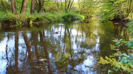 a slow autumn river in nature with sound and blur