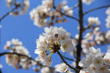春の風景　ソメイヨシノ(桜)の花部分