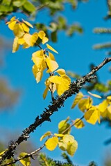 Lofsdalen, Sweden.The first yellow leaves herald the end of summer.