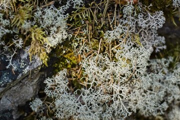 Lofsdalen, Sweden. A close-up of the reindeer moss growing in the forest.