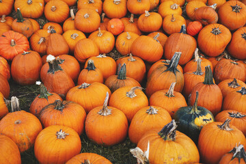 Pumpkin field with many pumpkins