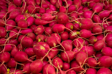 Red european radishes Red radish Red natural european radishes