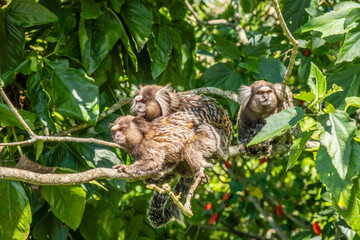 Naklejka premium Mico Monkeys sitting on a branch at Christ the Redeemer on the top of Corcovado in Rio de Janeiro, Brasil