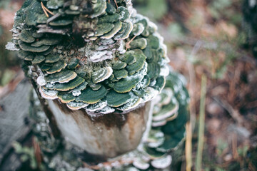 Mushrooms on the tree in the autumn forest