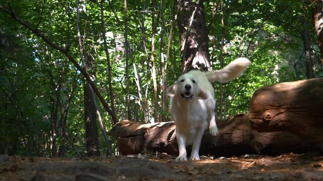 A white Golden Retriever dog happily jumps over a log in the woods. The dog jumps over the barrier.