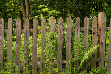 green  fern  near old wooden fence