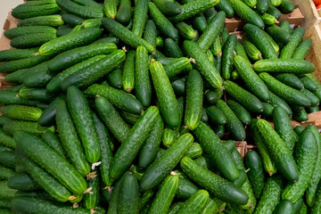 Green cucumbers on shelf in supermarket. Organic eating. Agriculture retailer. Farmer's food.