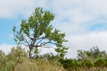 Lofsdalen, Sweden. Lonely tree against the blue sky.