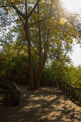 Naklejka premium Romantic wooden walkway in trees by the lake