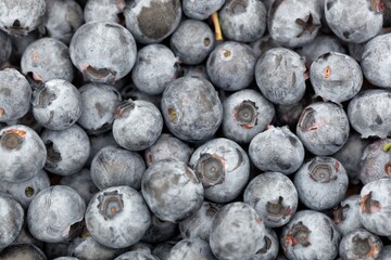 Macro photo of blueberry fruits
