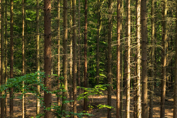 lansdscape with many pines 