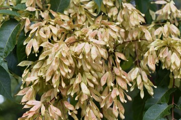 Fototapeta premium Fruits of a European ash, Fraxinus excelsior