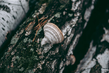 Mushrooms on the tree in the autumn forest
