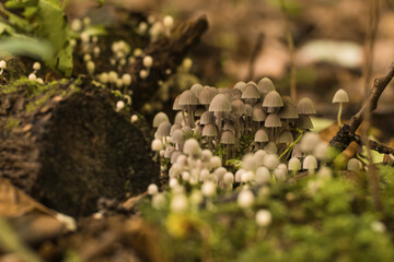 mushrooms in the forest