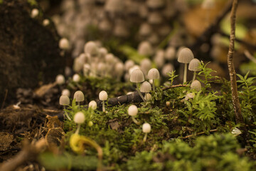 close up of mushrooms in the forest