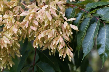 Fruits of a European ash, Fraxinus excelsior