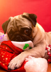 christmas pug dog with garland and hat santa claus in bed on christmas holidays