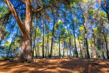 Sombra bajo el gran pino.