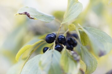 Fruits of a purging buckthorn, Rhamnus cathartica.