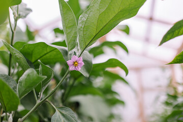 Obraz premium Eggplant plant in a greenhouse. Purple auberine flower on a branch in the garden. Gardening growing vegetables. Natural vitamin household. Environmentally friendly organic background