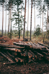 Illegal felling of forest and trees in a wildlife park