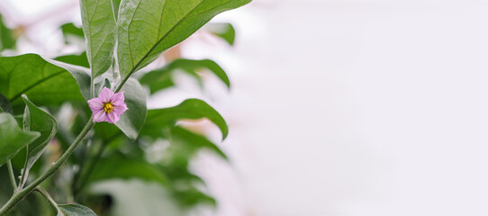 Eggplant plant in a greenhouse. Purple auberine flower on a branch in the garden. Gardening growing vegetables. Natural vitamin household. Environmentally friendly organic background